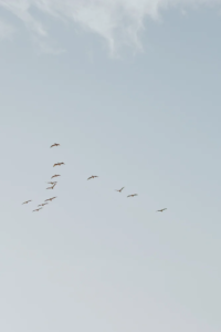 Birds flying in the sky