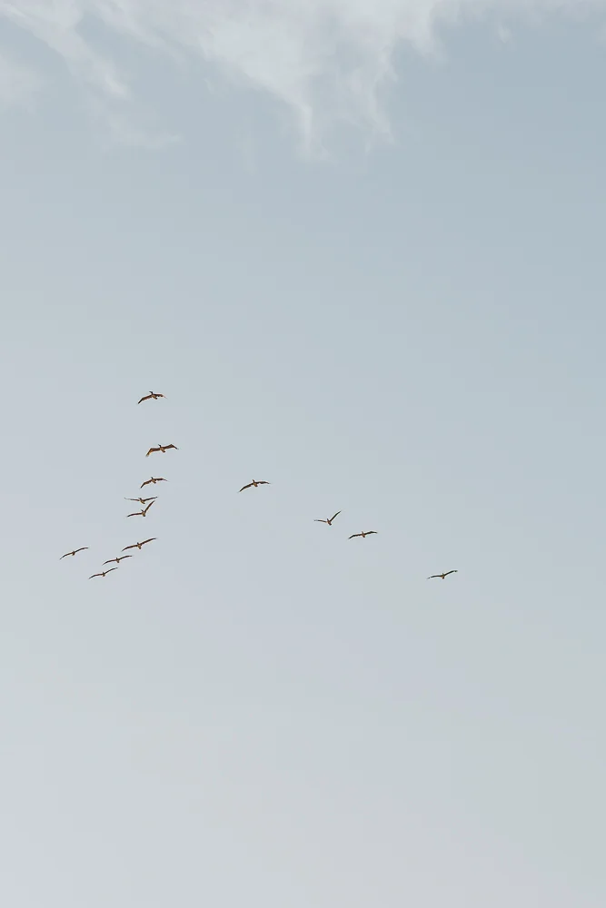 Birds flying in the sky