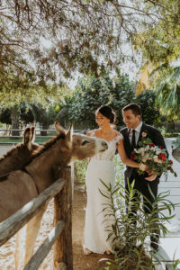 Donkey at Los Cabos ACRE wedding